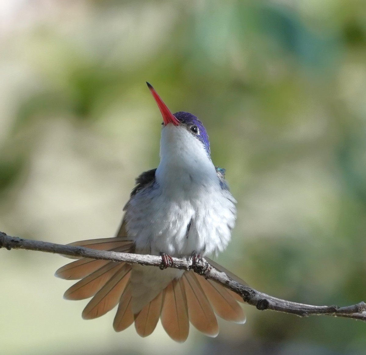 kolibřík fialovokorunkatý - ML602162861