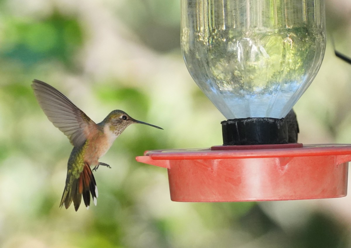 Broad-tailed Hummingbird - Dara Vazquez