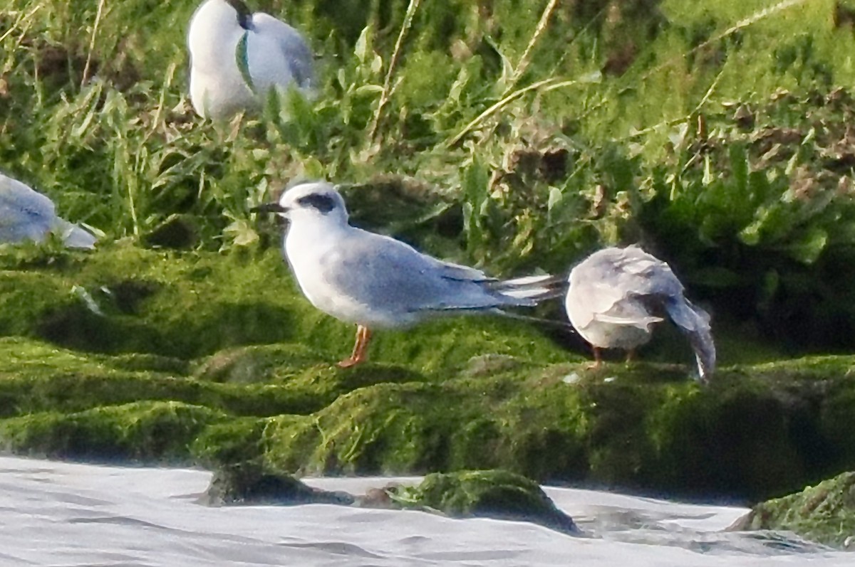 Forster's Tern - Ray O'Reilly