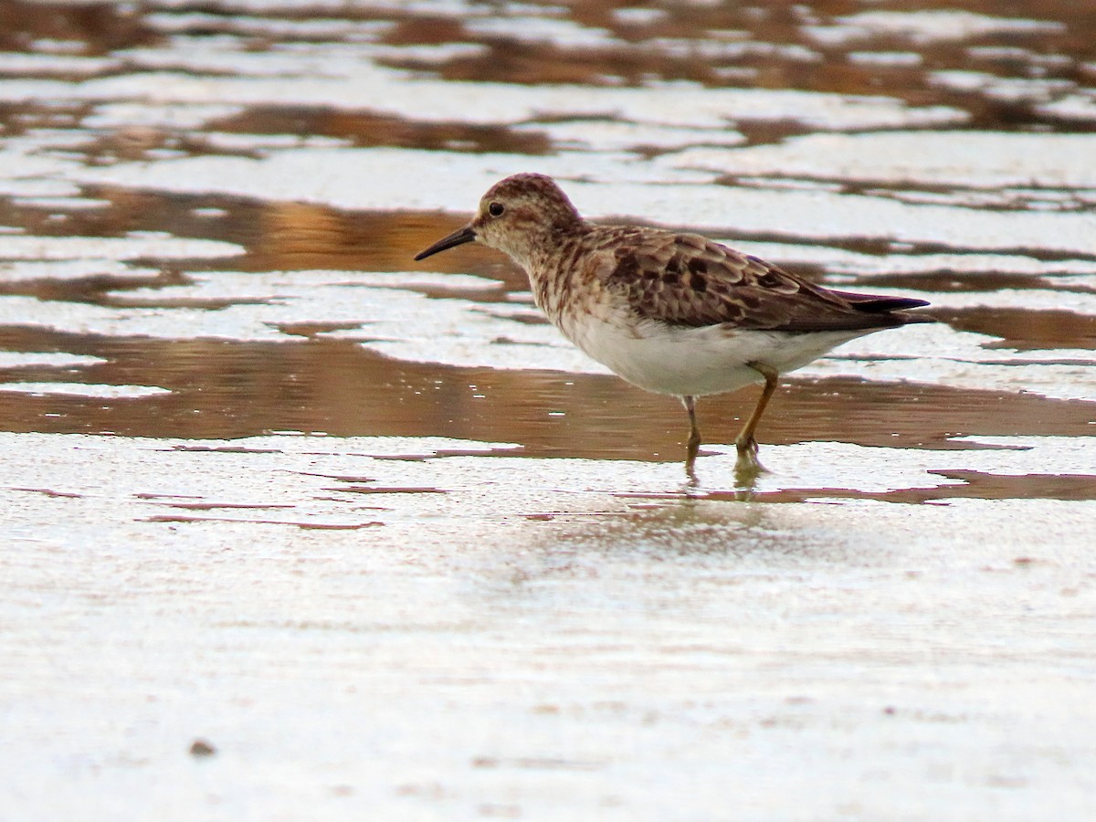 Least Sandpiper - ML602165311