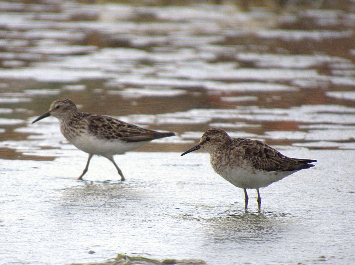 Least Sandpiper - ML602165341