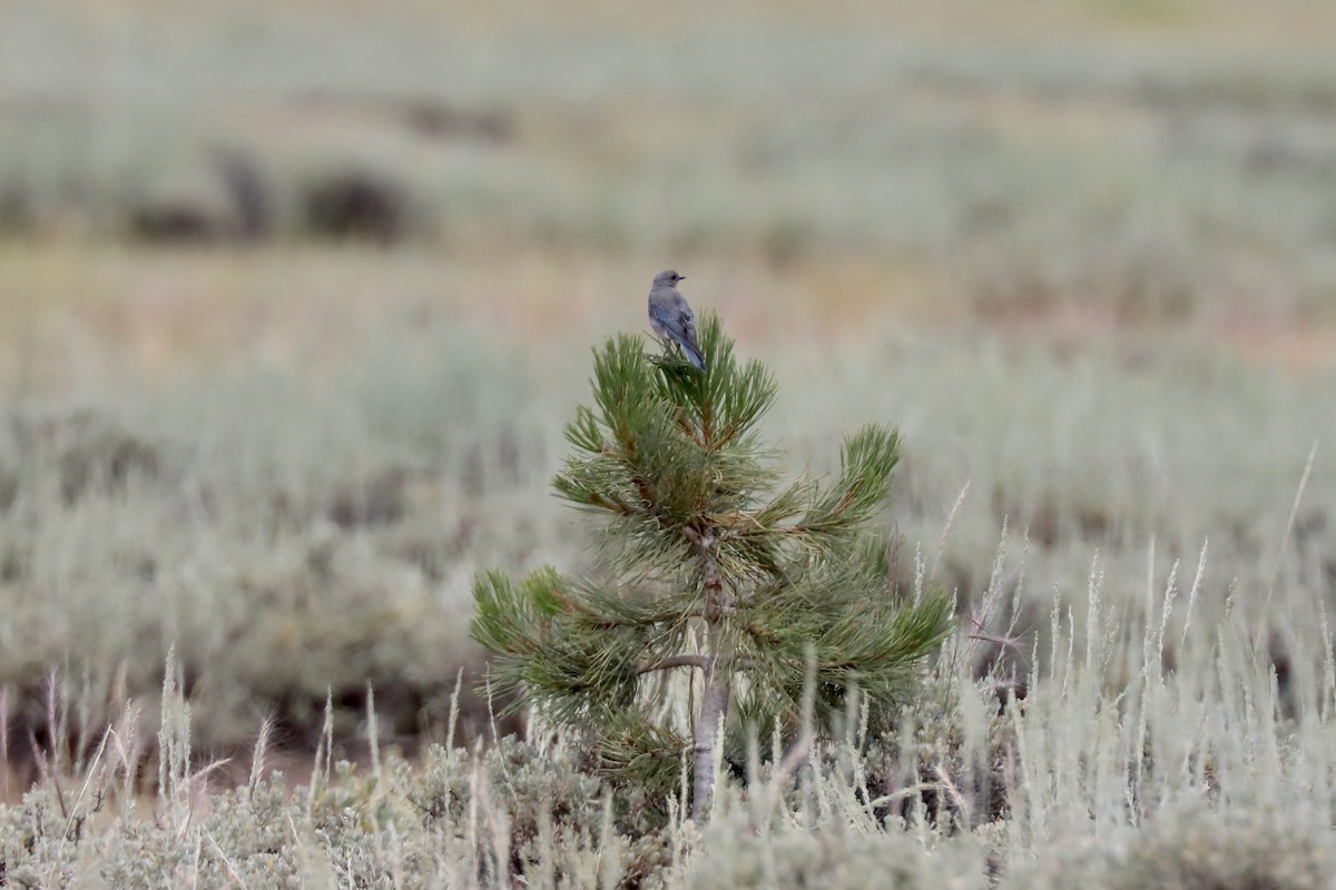 Mountain Bluebird - ML602165421