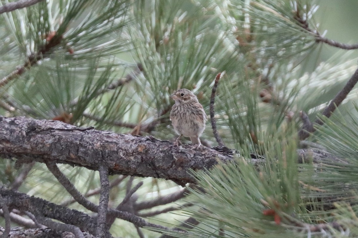 Vesper Sparrow - ML602165621