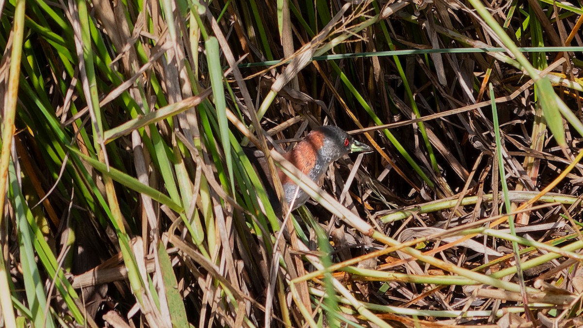 Gray-breasted Crake - ML602165641