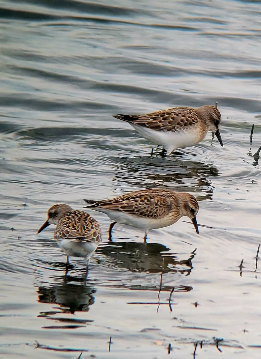 Semipalmated Sandpiper - ML602166281