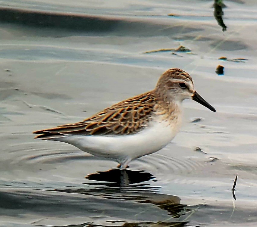 Semipalmated Sandpiper - Keith Corliss