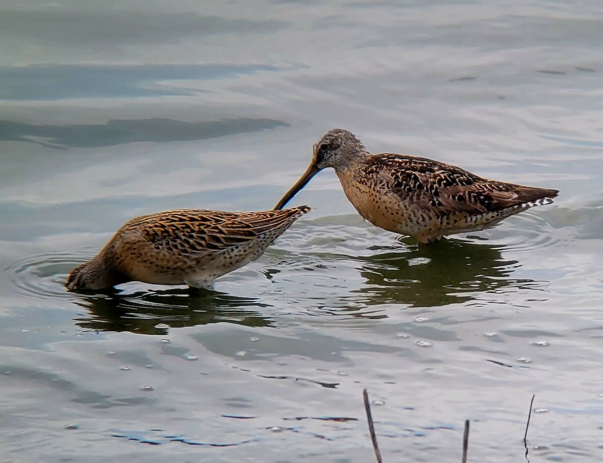 Short-billed Dowitcher (hendersoni) - ML602166451