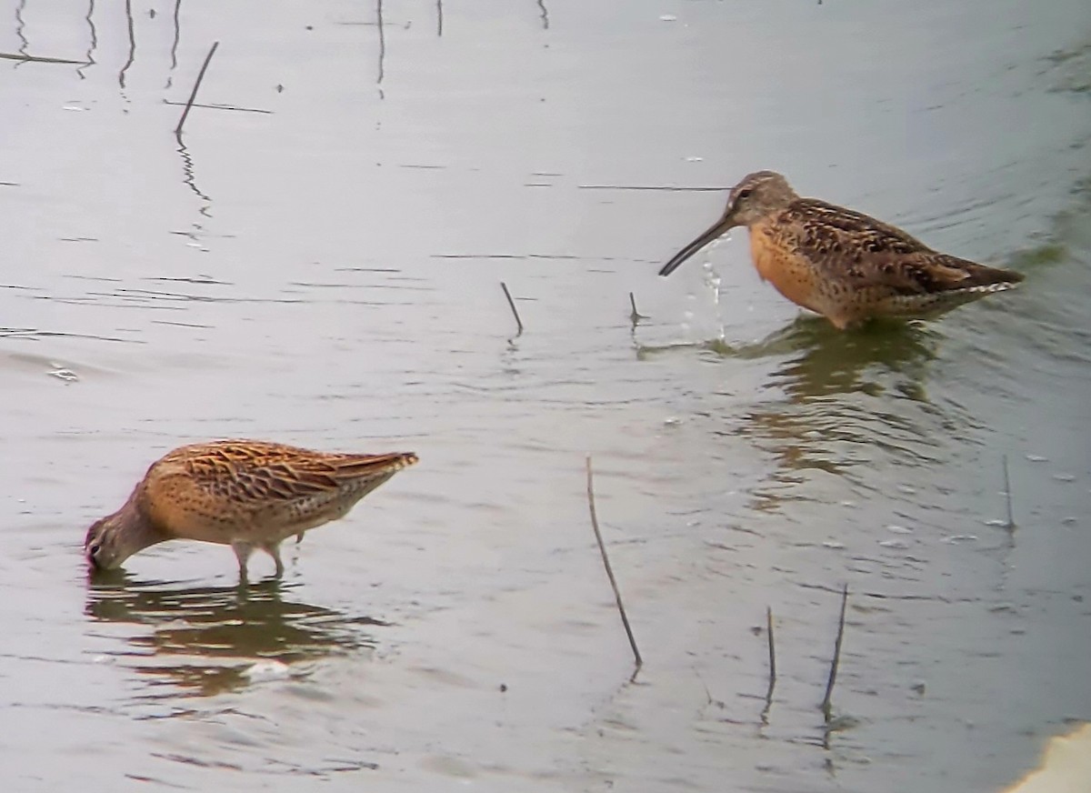 Short-billed Dowitcher (hendersoni) - ML602166491