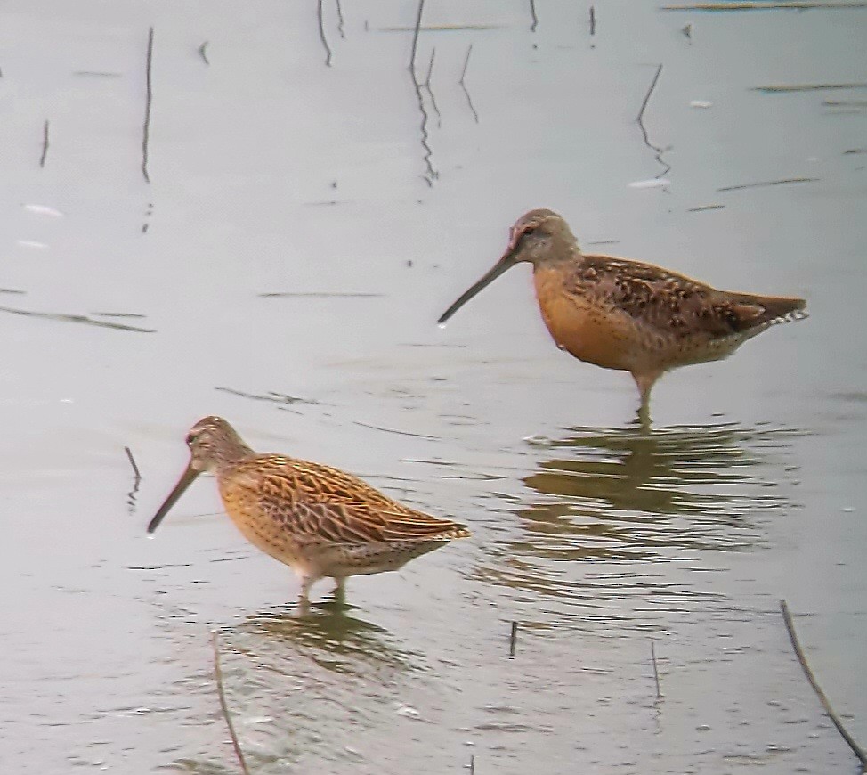 Short-billed Dowitcher (hendersoni) - ML602166501