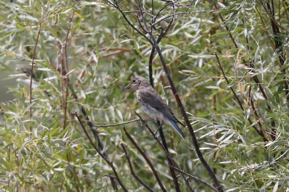 Mountain Bluebird - ML602166581