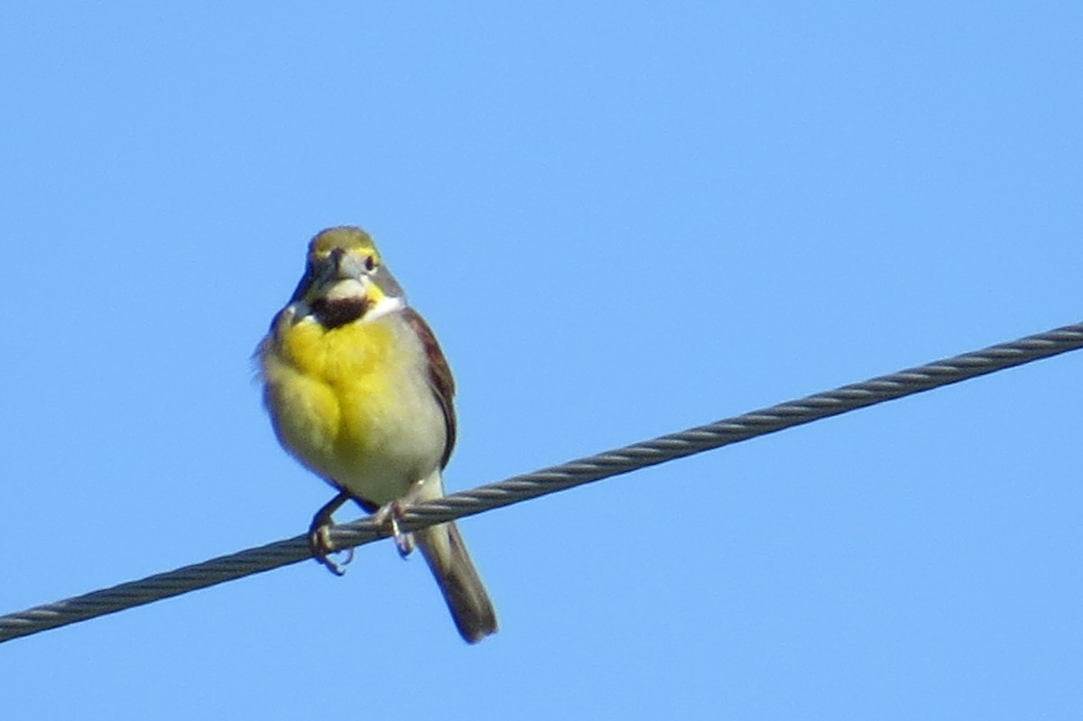 Dickcissel - ML60216831