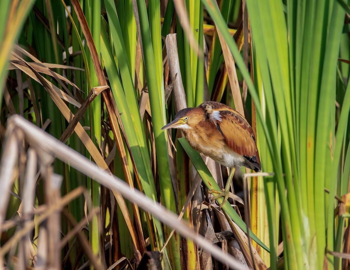 Least Bittern - Gabriel Beaupré Lacombe