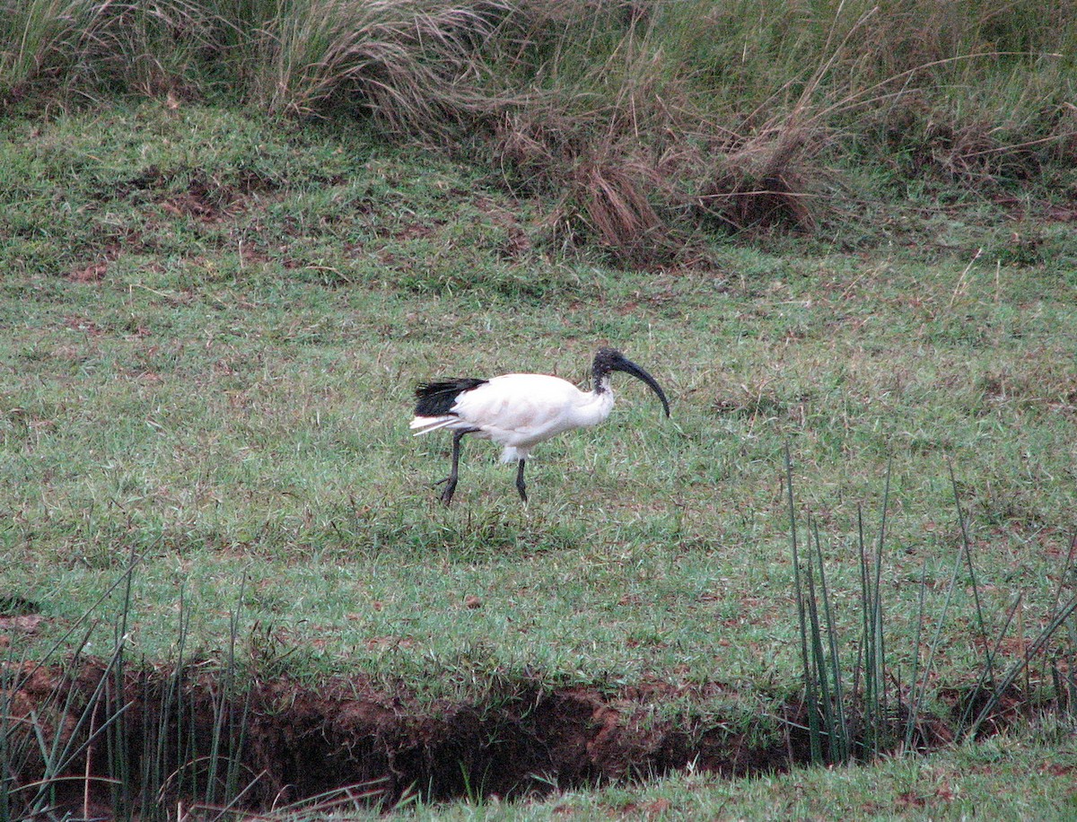 African Sacred Ibis - ML602169101