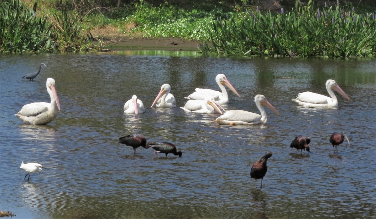 American White Pelican - ML602169921