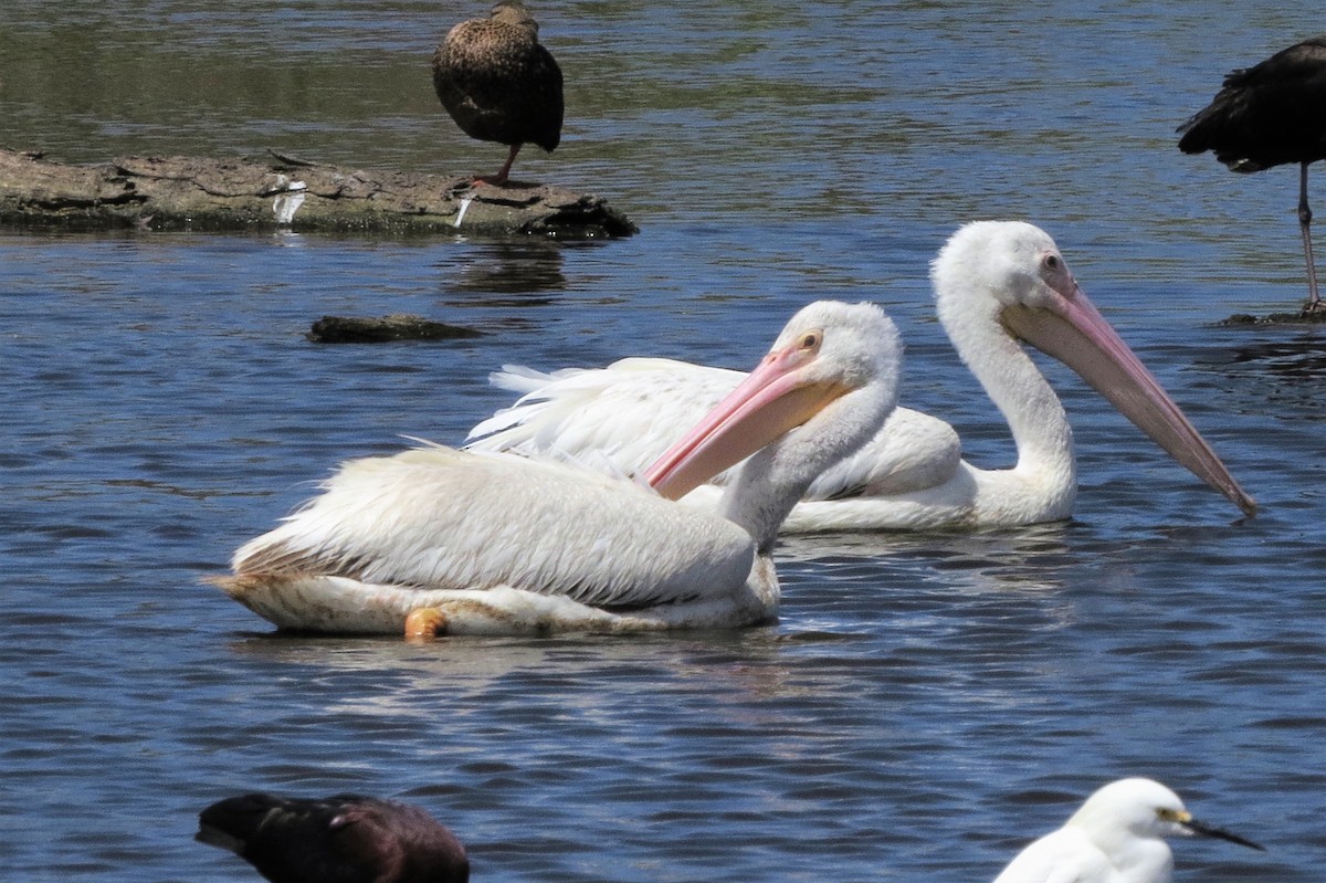 American White Pelican - ML602169931