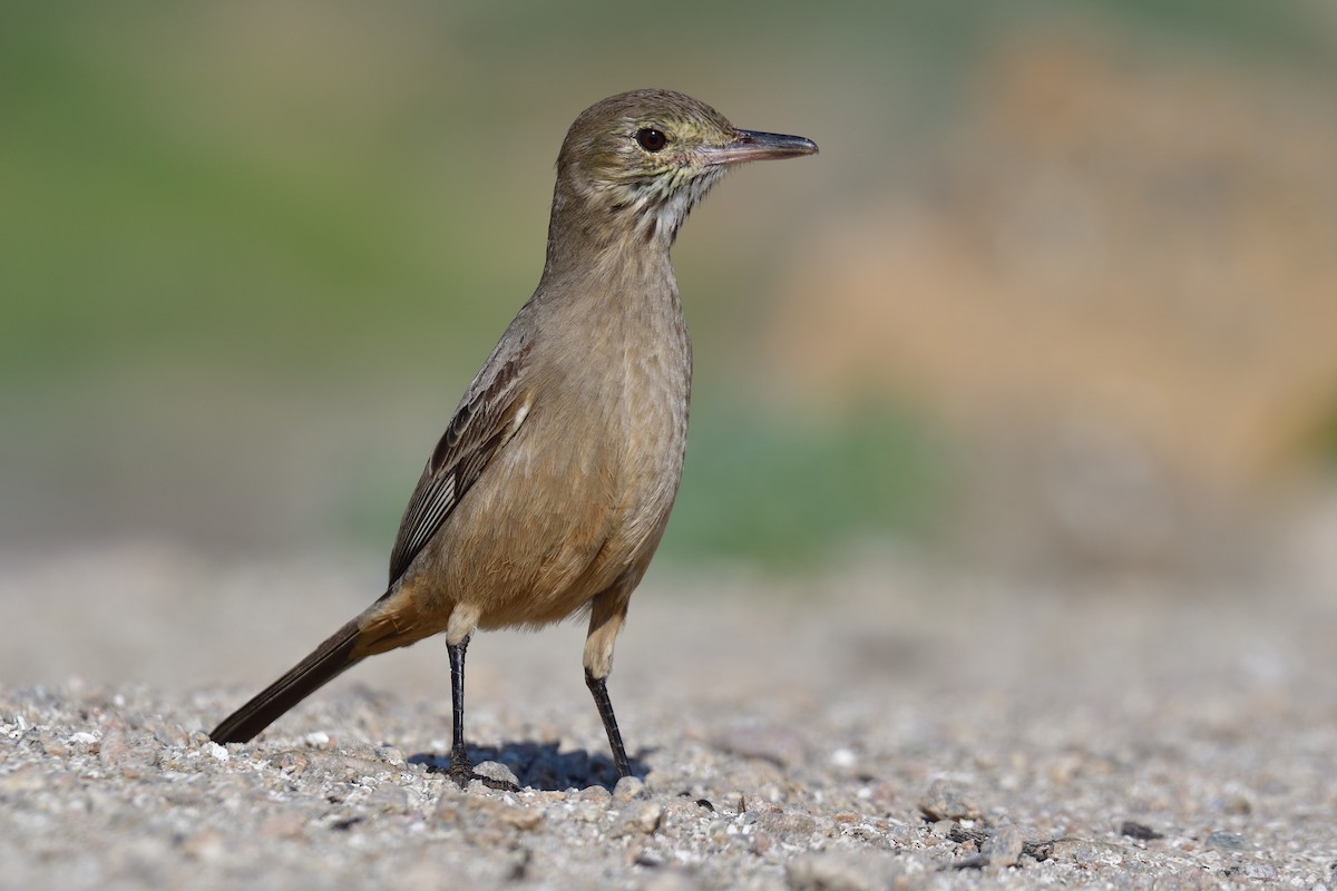 Great Shrike-Tyrant - Juan Esteban Salazar