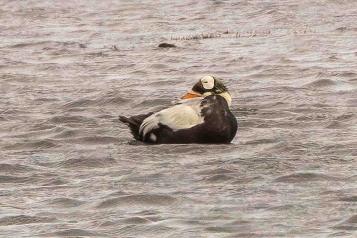 Spectacled Eider - ML602170411