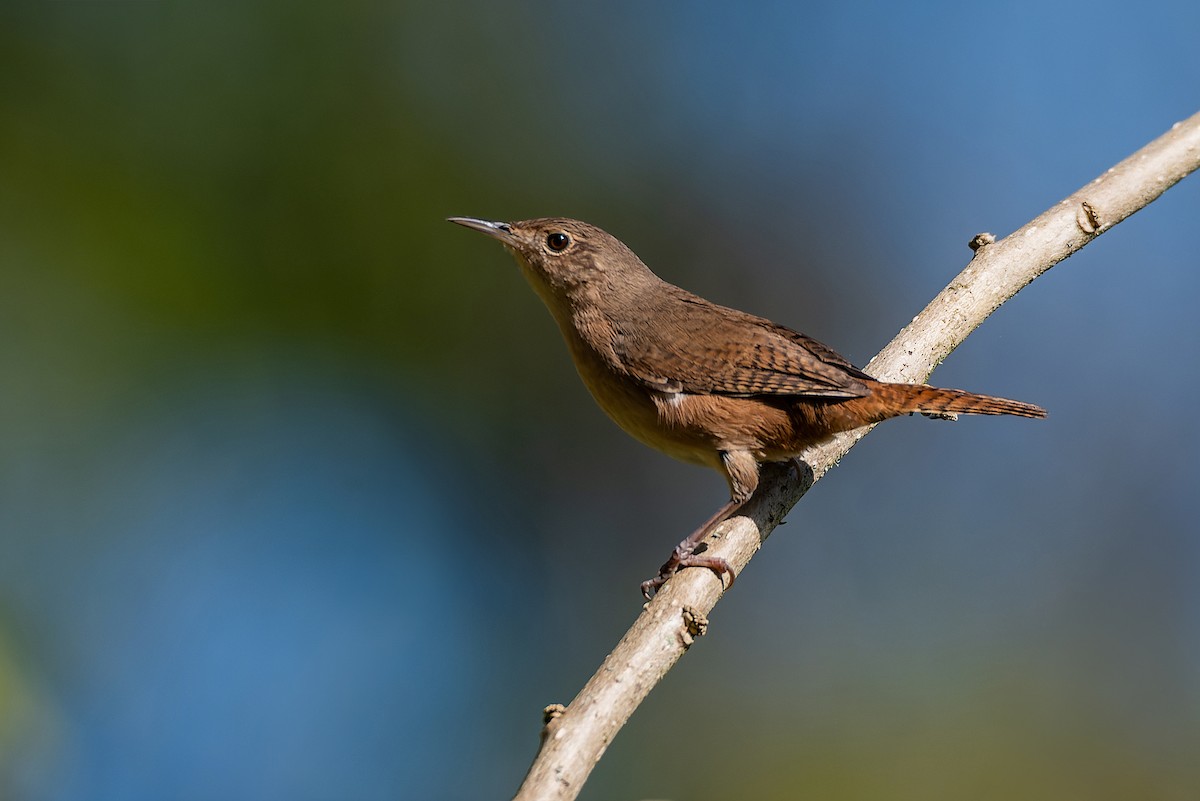 House Wren - ML602170931