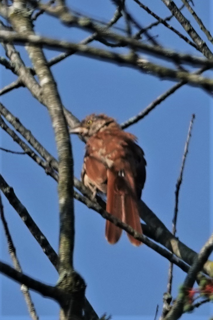 Brown Thrasher - Dick Plambeck