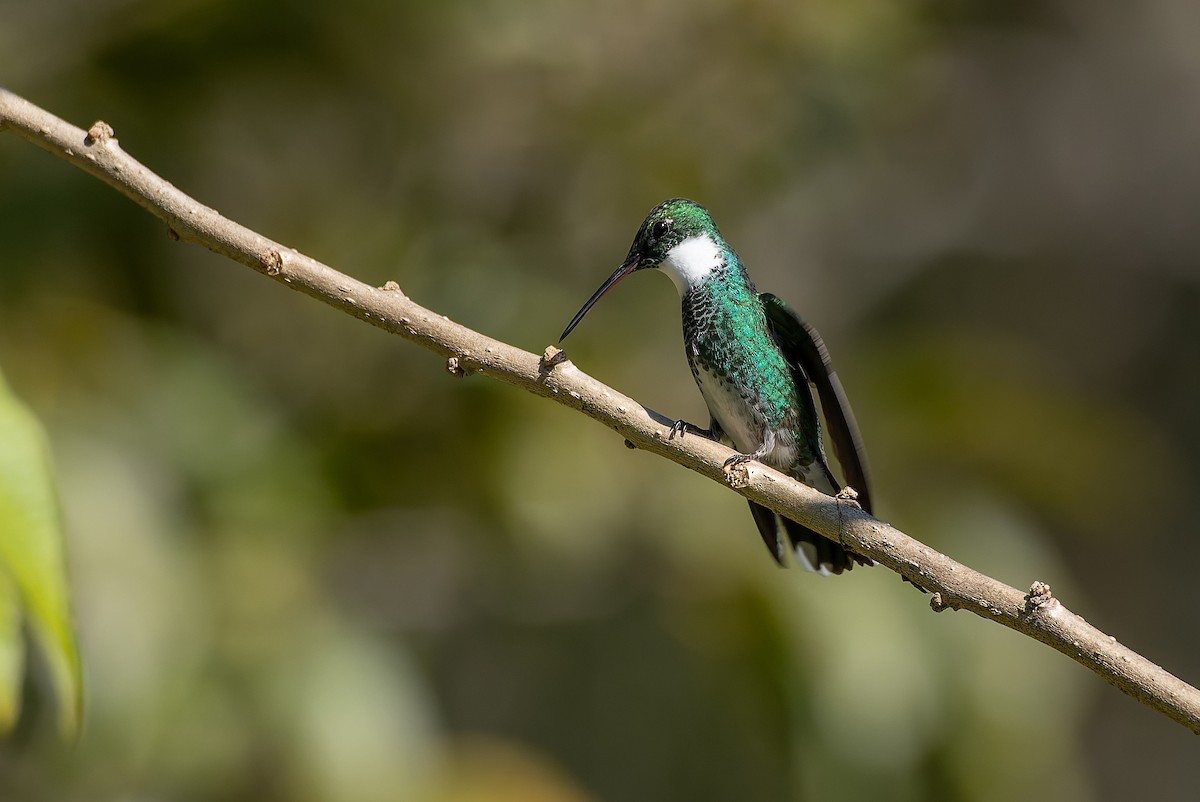 White-throated Hummingbird - LUCIANO BERNARDES