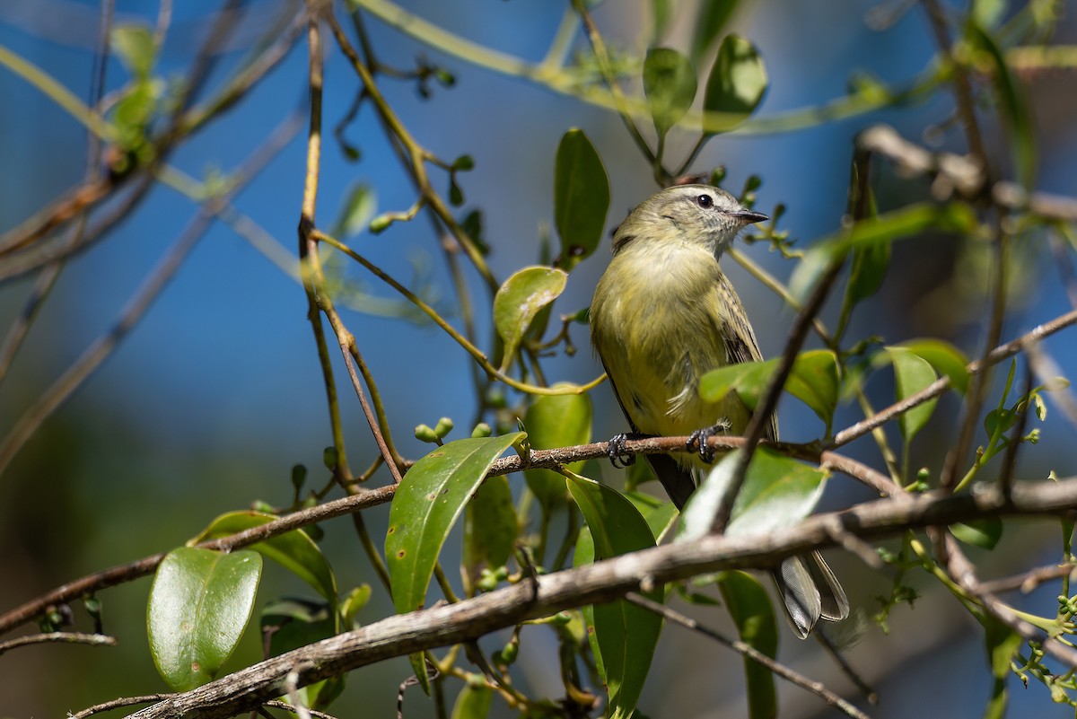 Planalto Tyrannulet - ML602171151