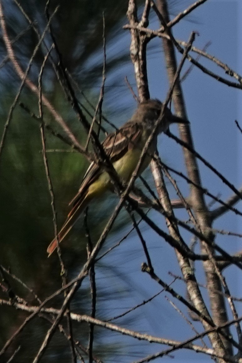 Great Crested Flycatcher - ML602171621