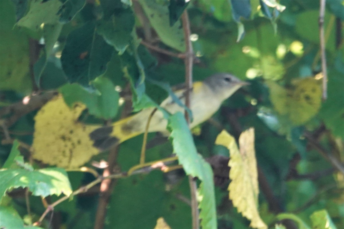 American Redstart - Dick Plambeck