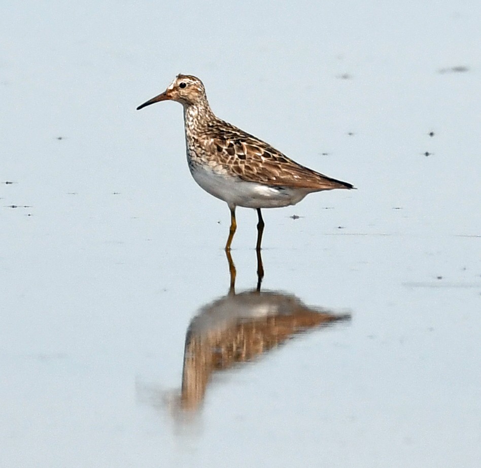 Pectoral Sandpiper - Richard Taylor