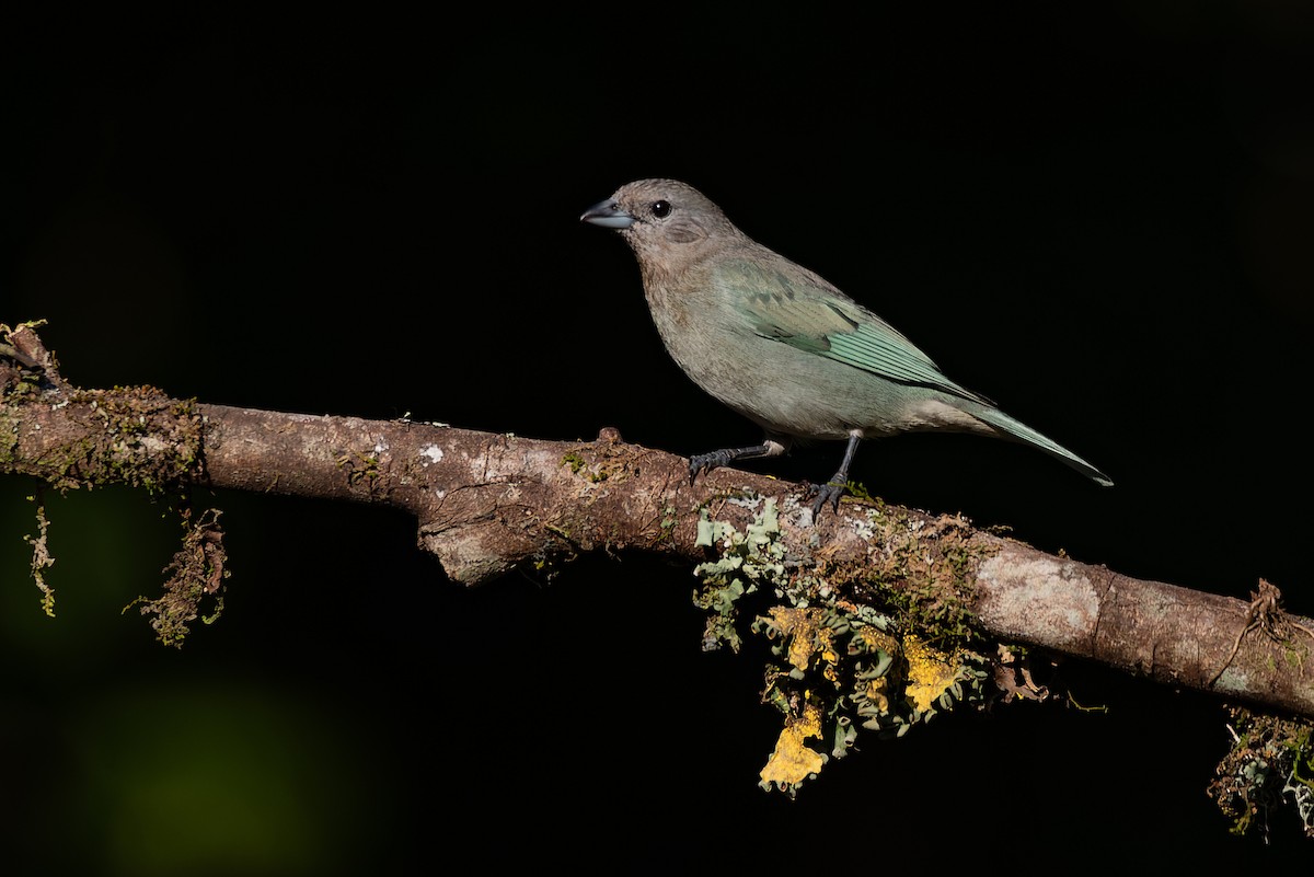 Sayaca Tanager - ML602172221