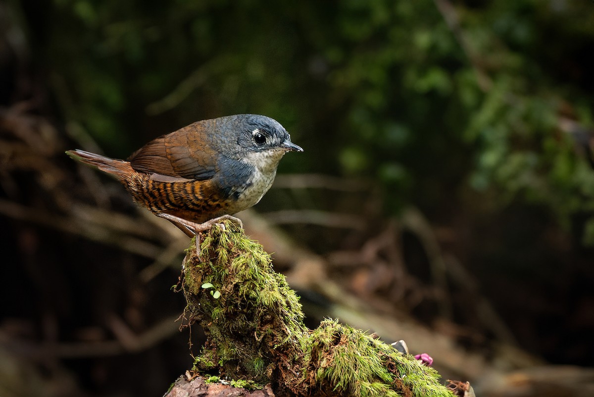 White-breasted Tapaculo - ML602172511