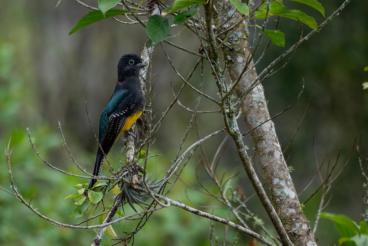 trogon zelenohřbetý - ML602172671