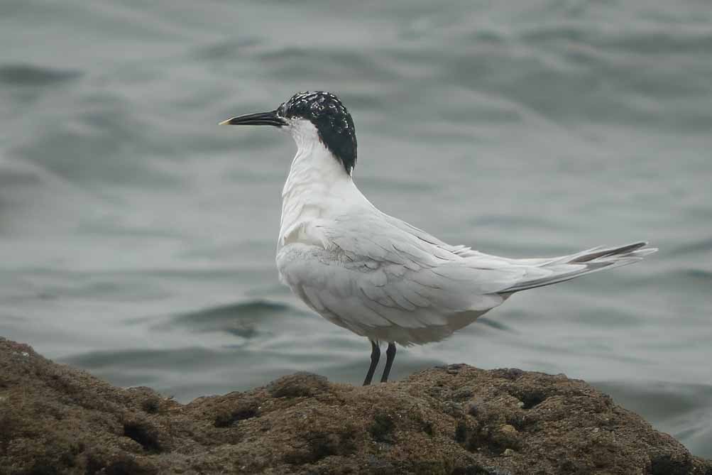 Sandwich Tern - ML602173031