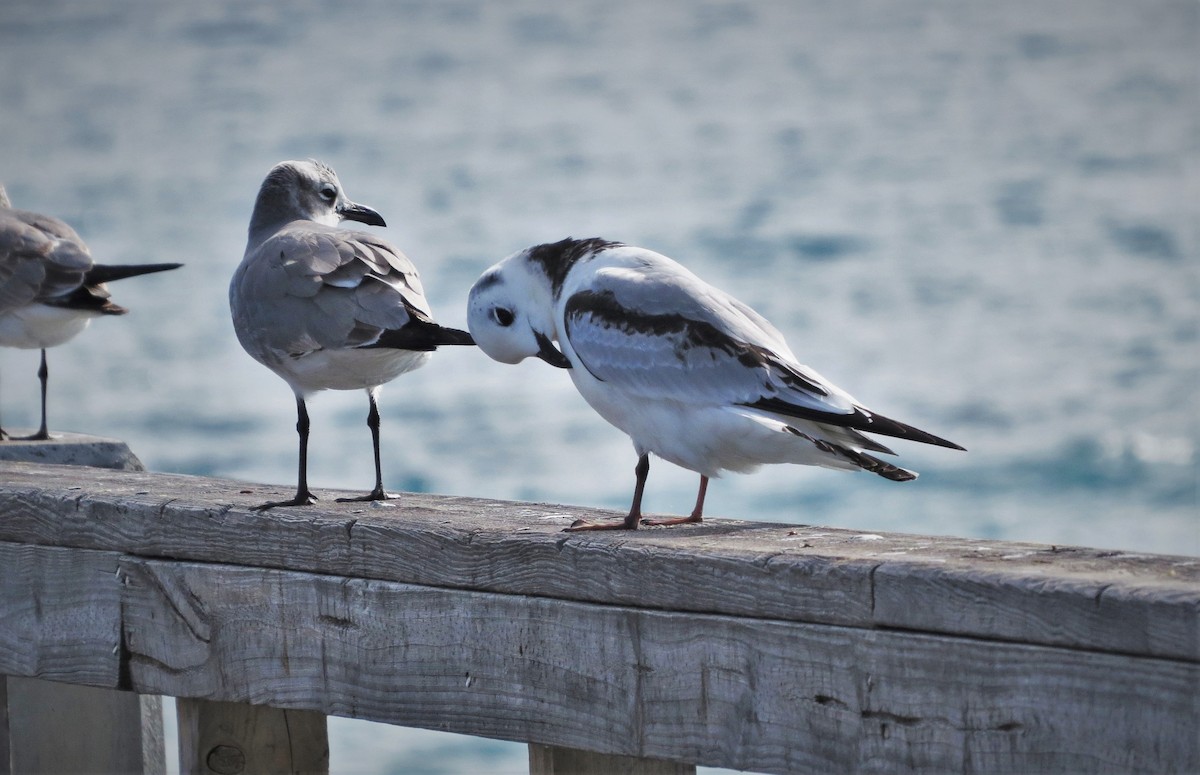 Black-legged Kittiwake - ML602173051