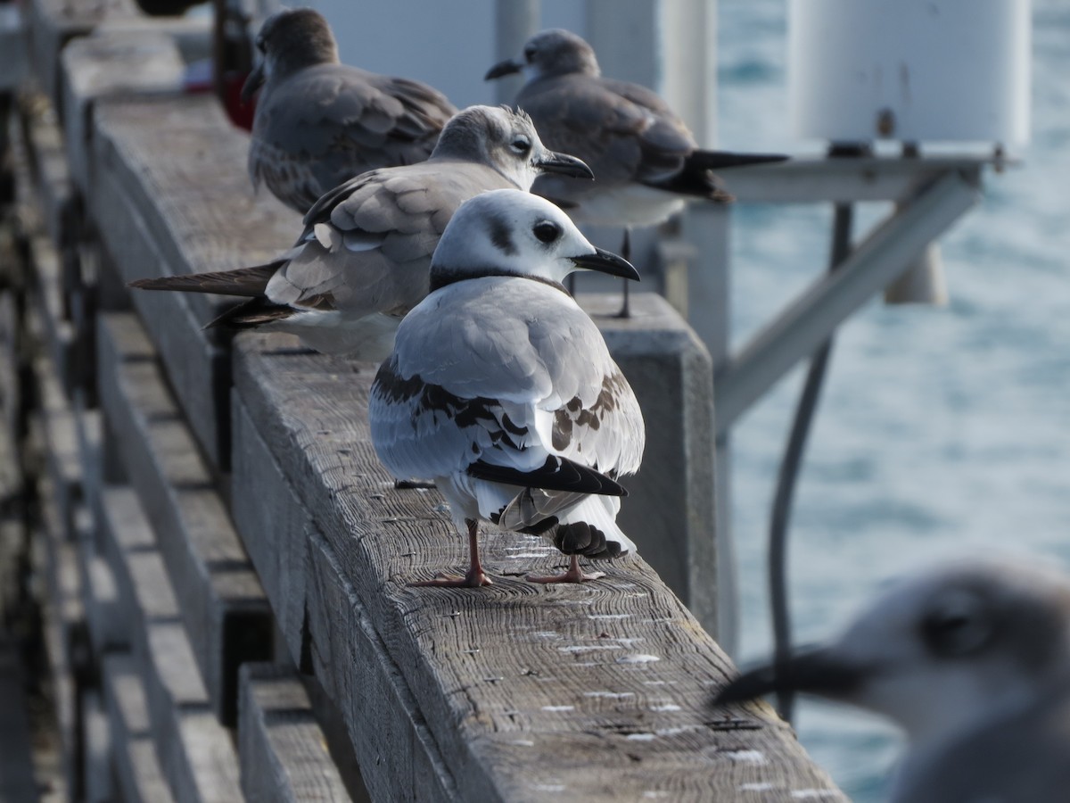 Black-legged Kittiwake - ML602173061