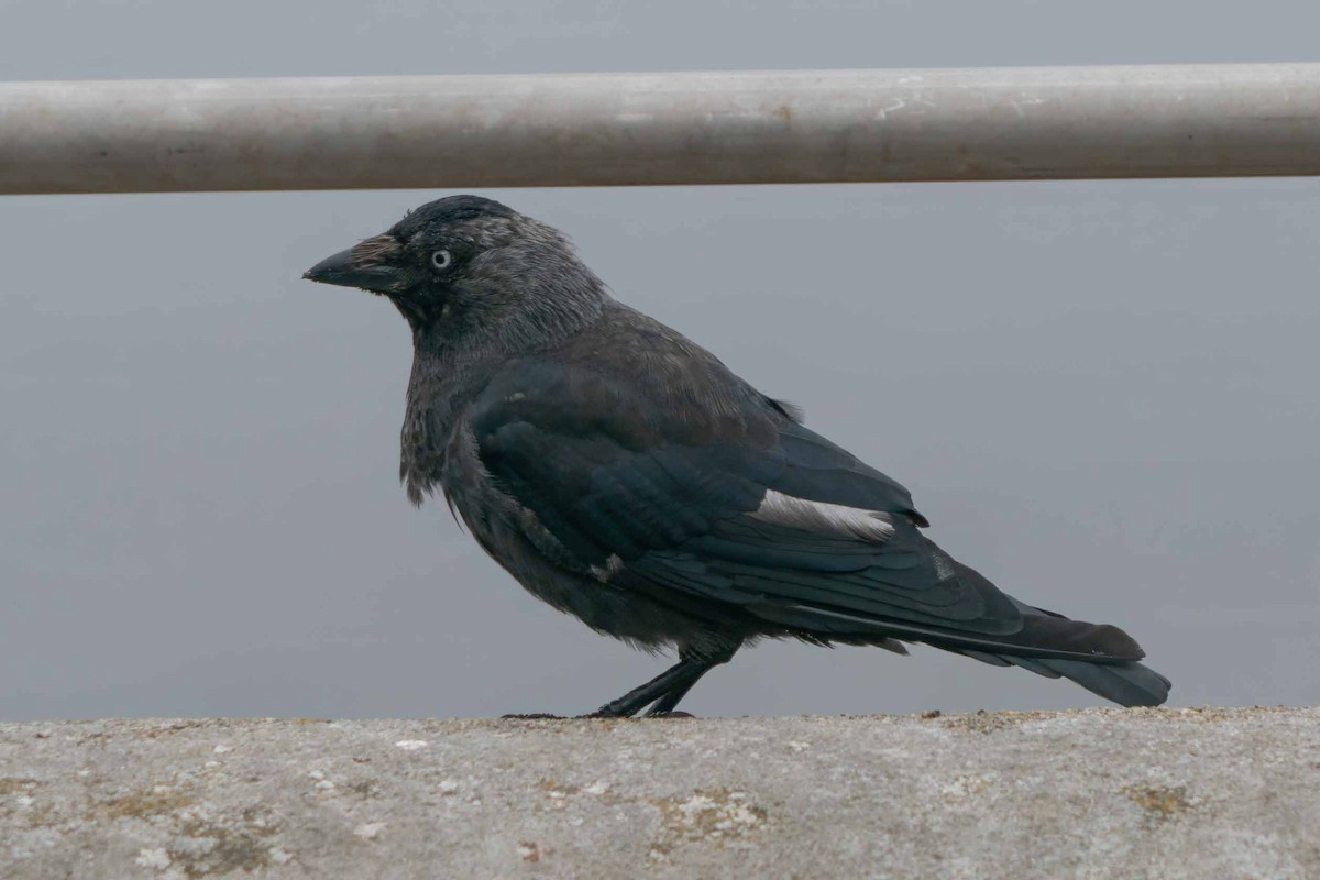 Eurasian Jackdaw - ML602173111