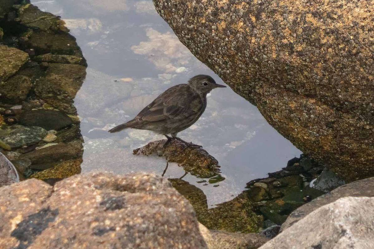 Rock Pipit - ML602173151