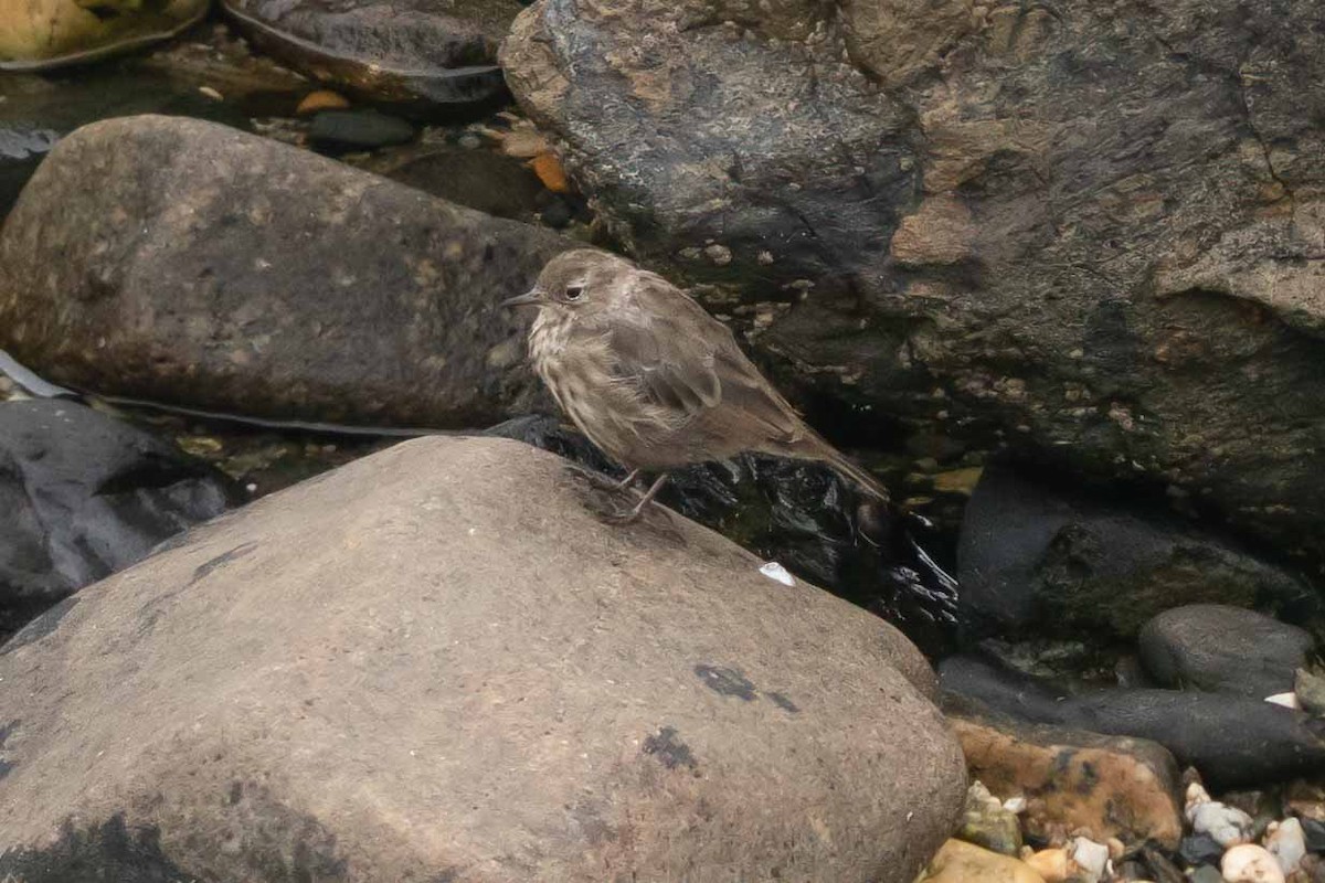 Rock Pipit - ML602173161