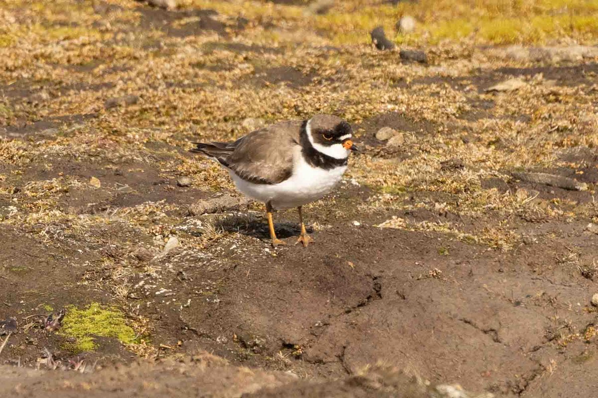 Semipalmated Plover - Ann Van Sant