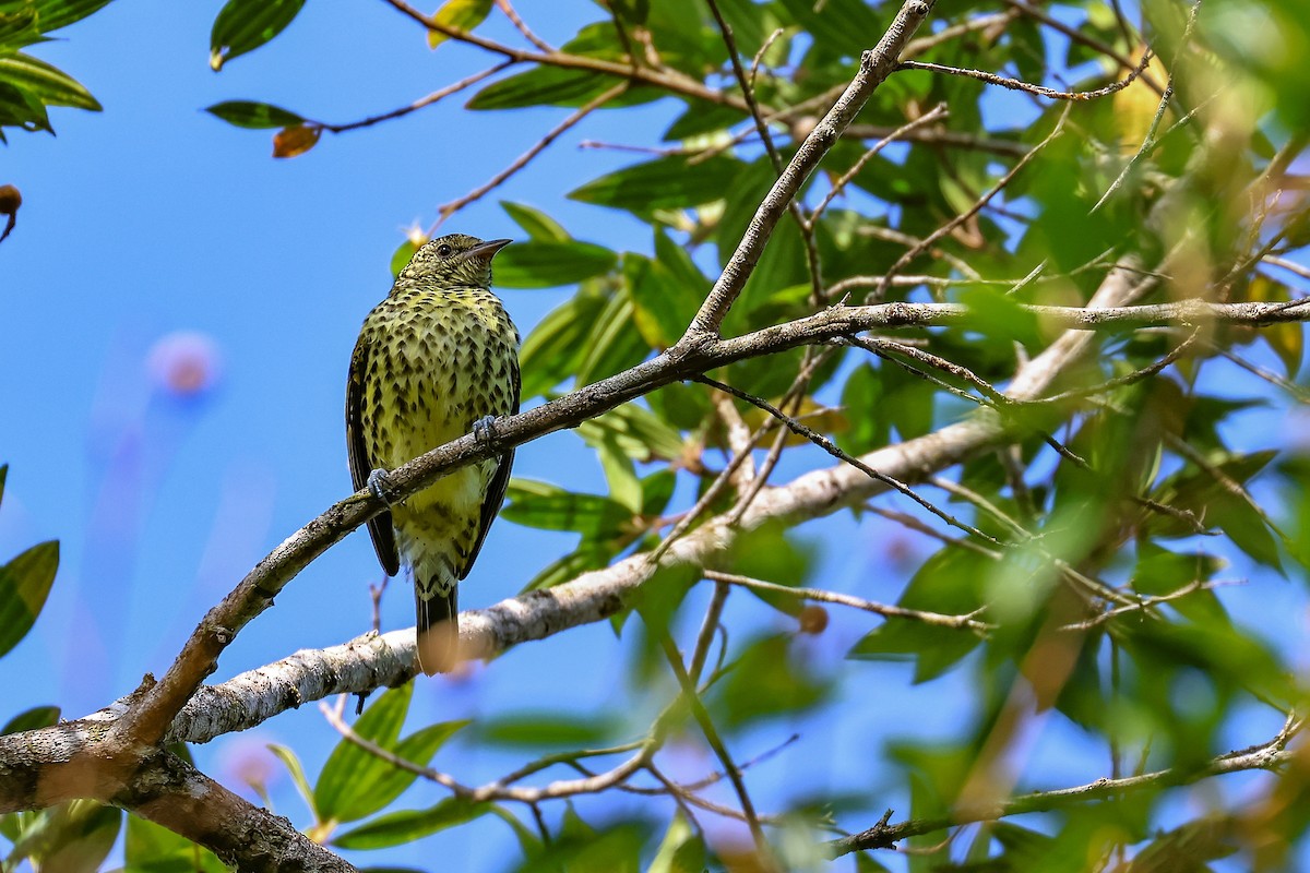 Sharpbill - LUCIANO BERNARDES