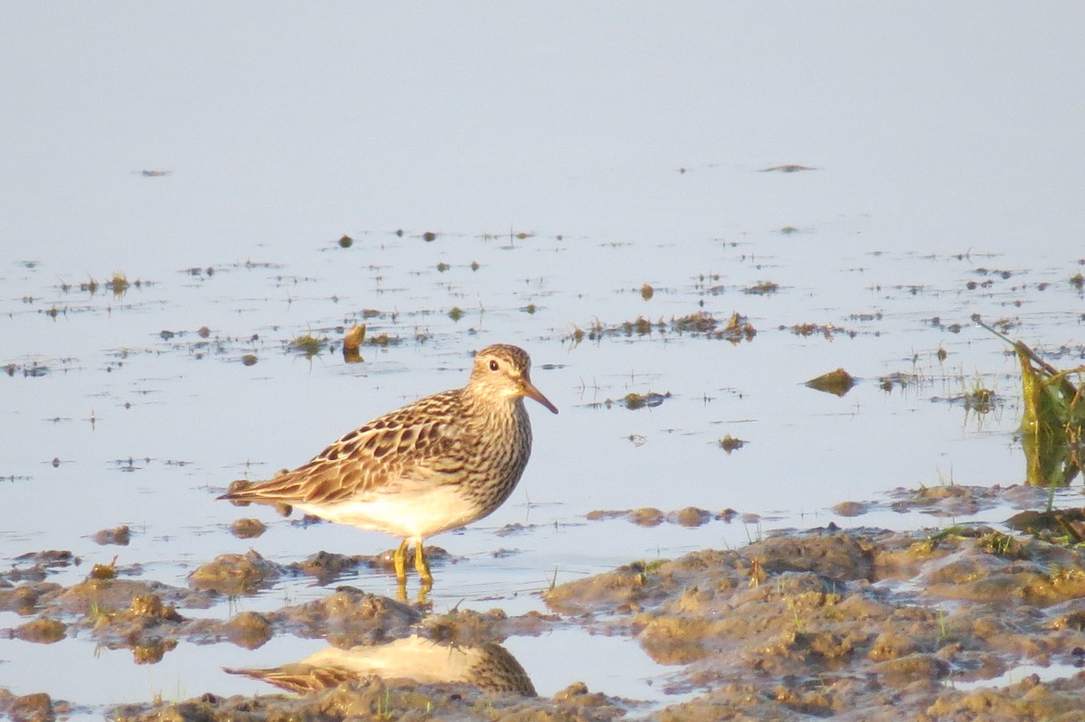 Pectoral Sandpiper - ML602174531