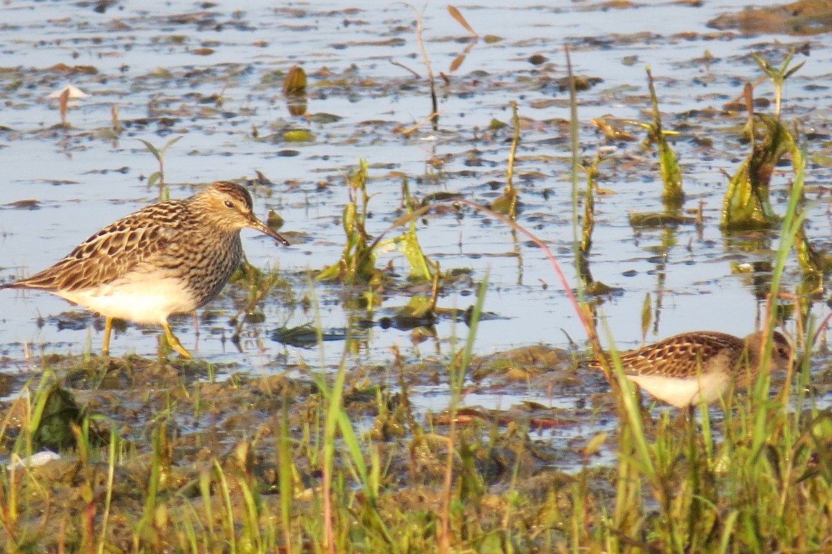 Pectoral Sandpiper - ML602174671