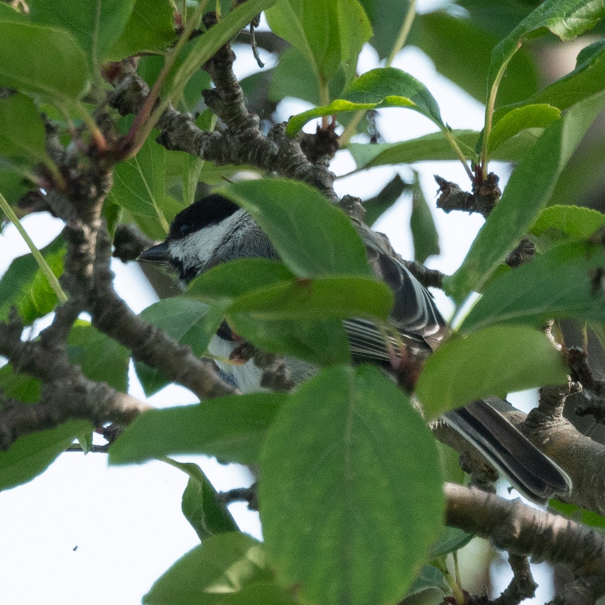 Black-capped Chickadee - ML602174781
