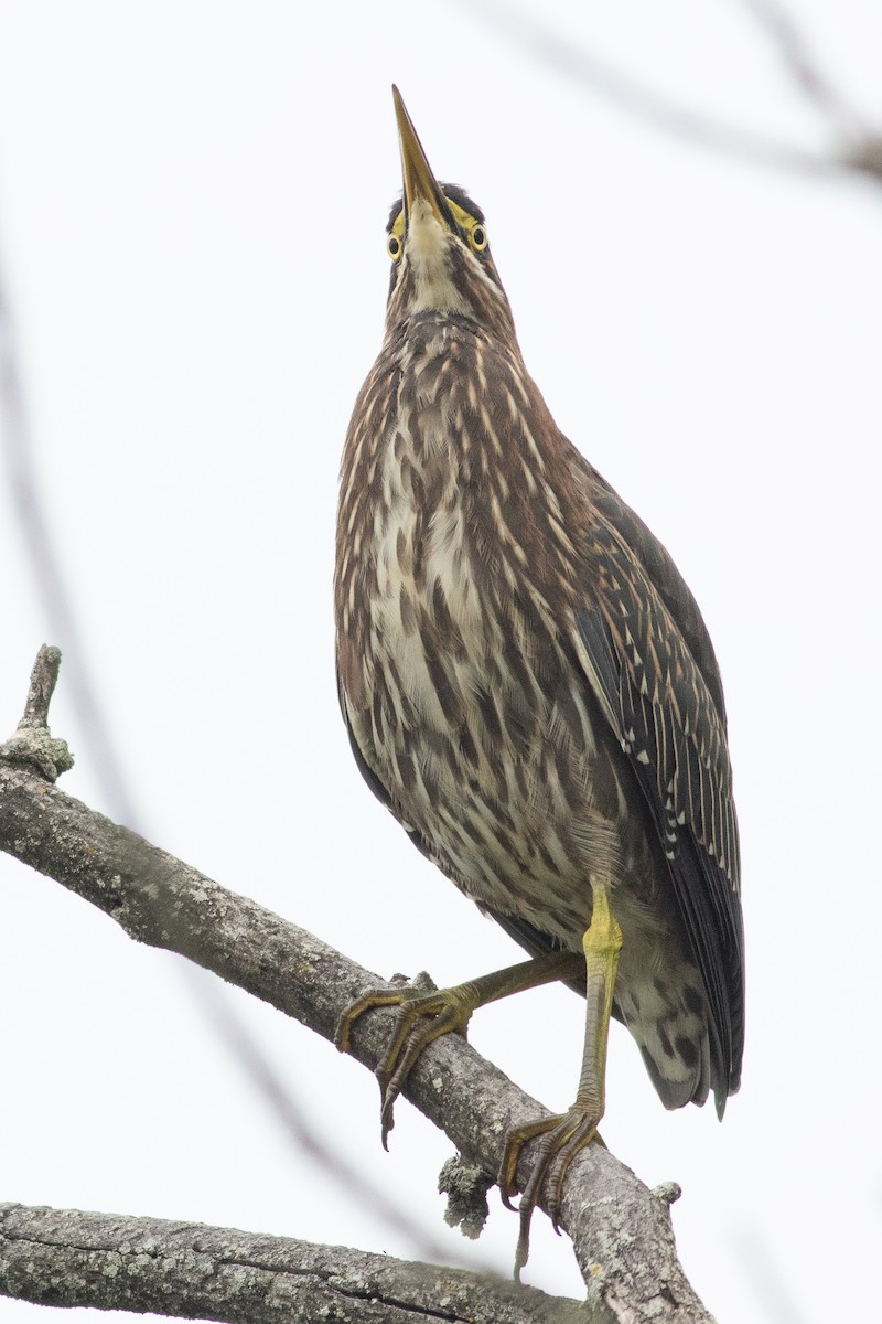 Green Heron - ML602175991