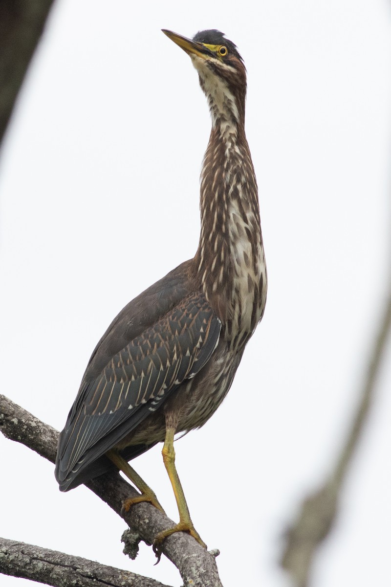 Green Heron - ML602176001