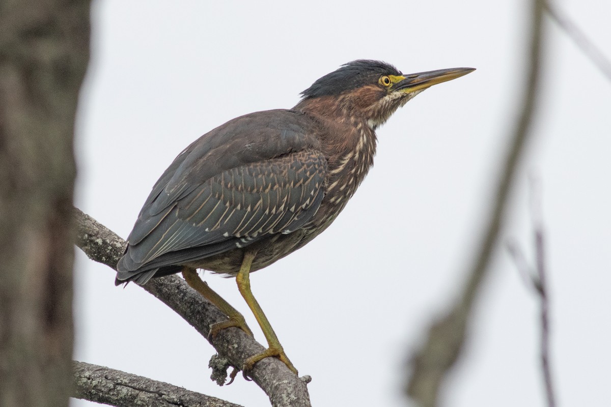 Green Heron - ML602176011
