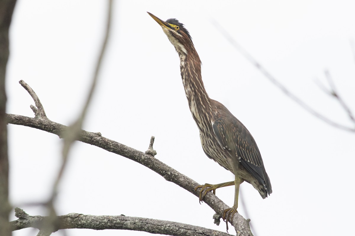 Green Heron - ML602176021