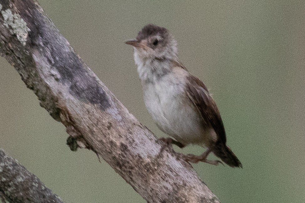 Marsh Wren - ML602176031