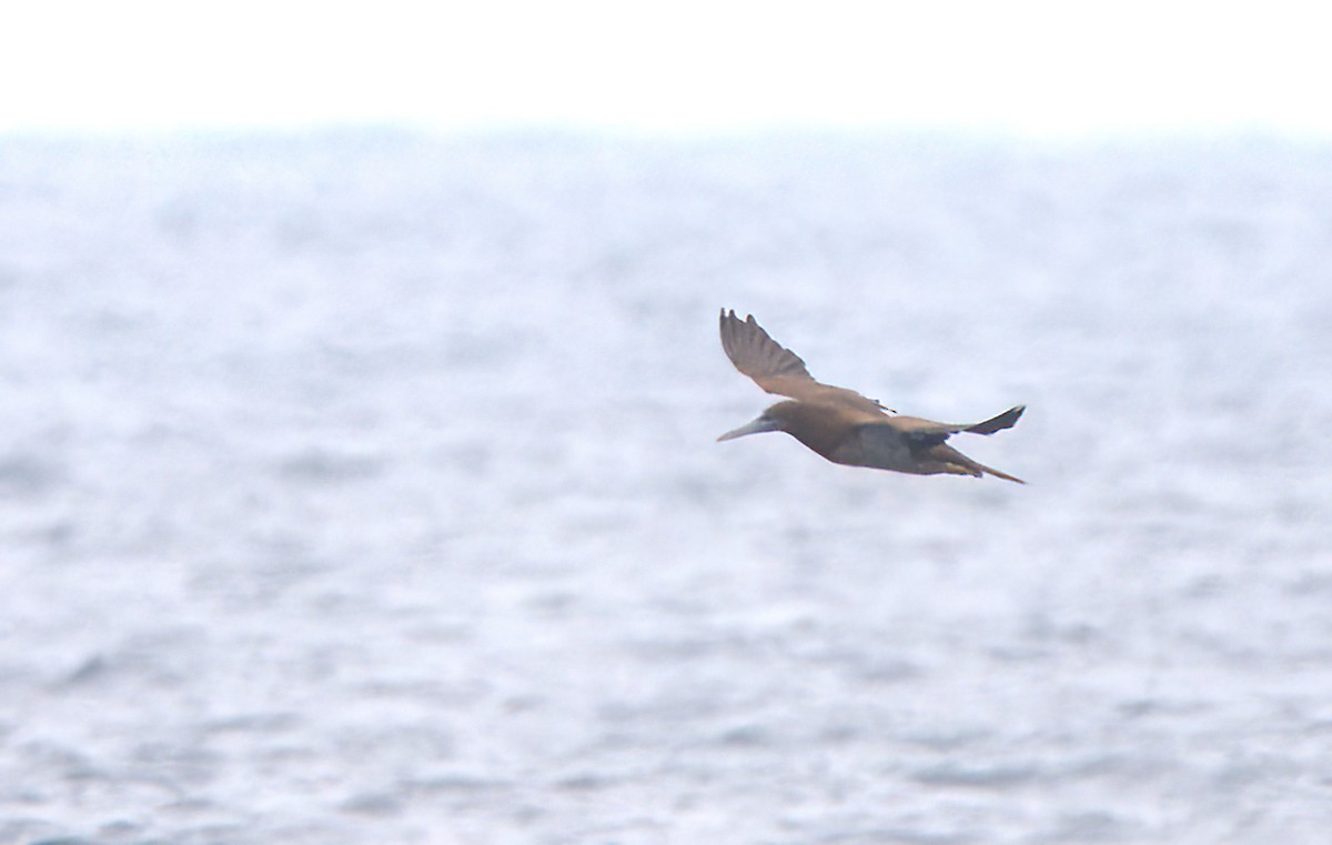 Brown Booby - Curtis Marantz