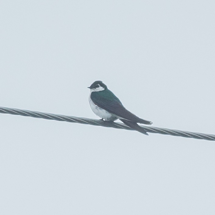 Violet-green Swallow - ML602176991