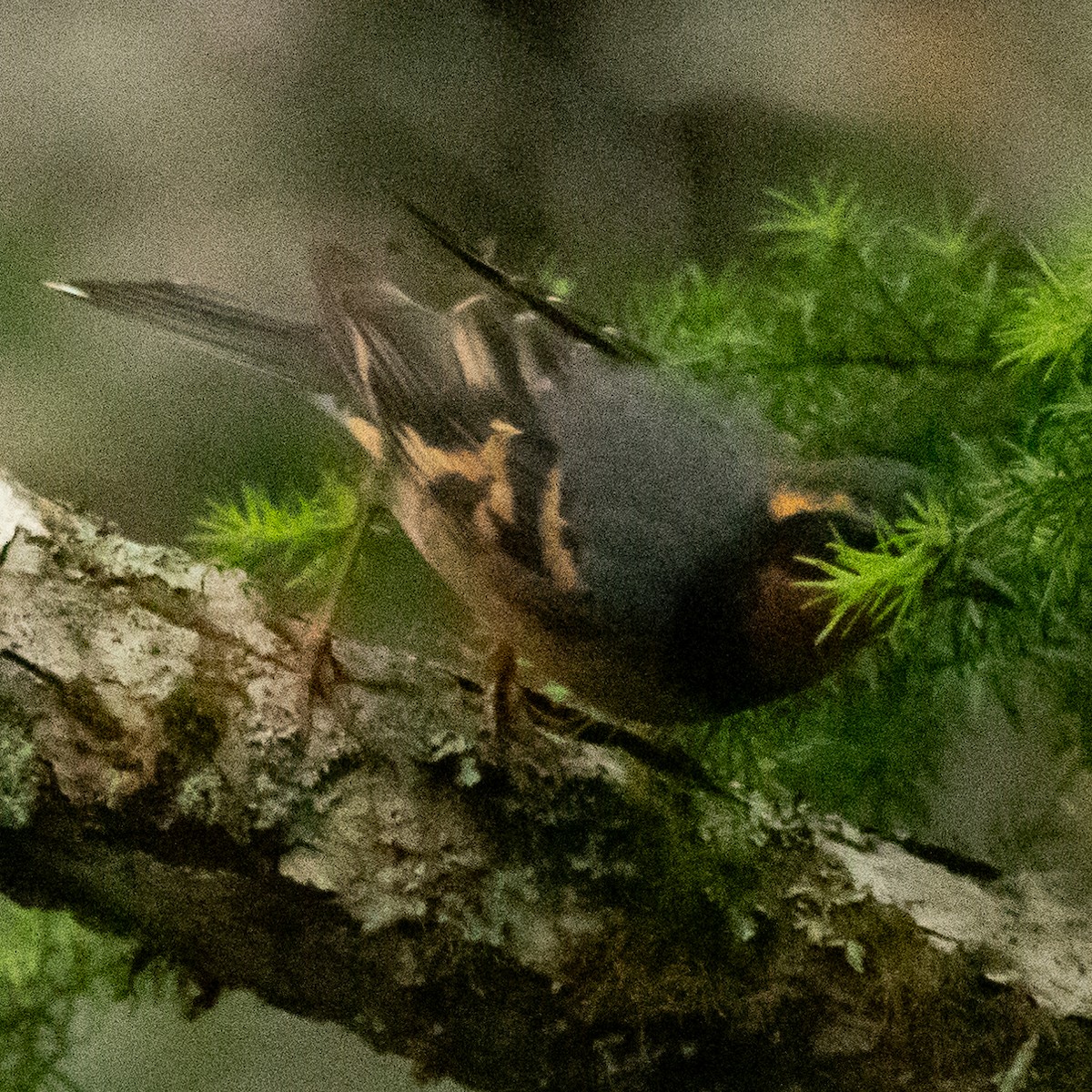 Varied Thrush - ML602177721